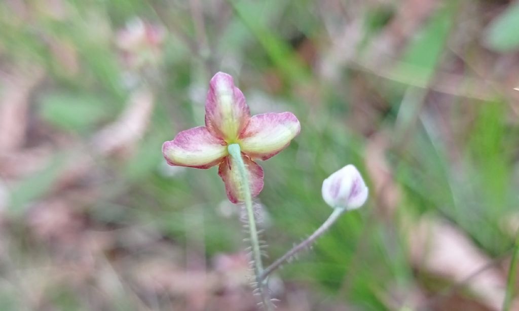 Epimedium alpinum - Berberidaceae